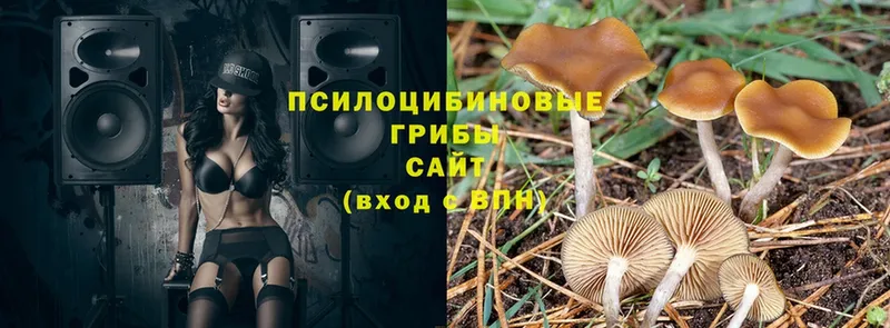 гидра ссылка  Арамиль  Псилоцибиновые грибы Psilocybe 